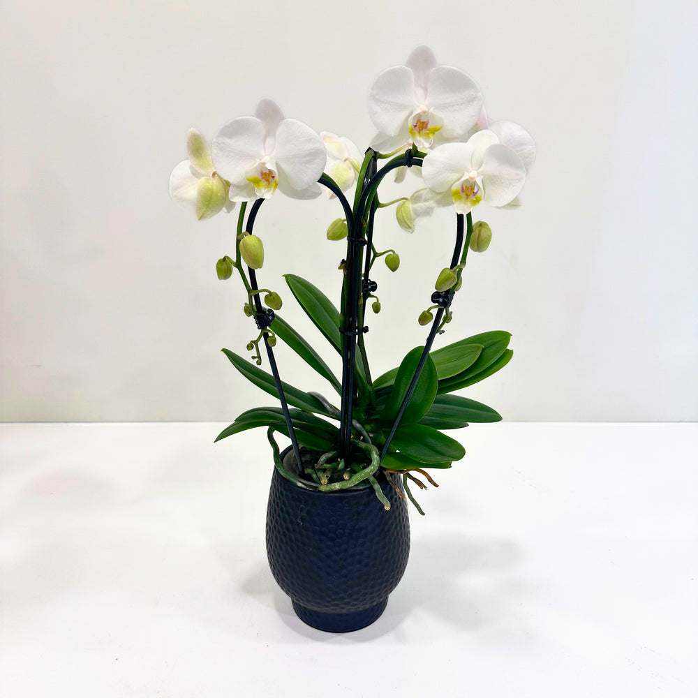 Orchid Phalaenopsis - White #6
