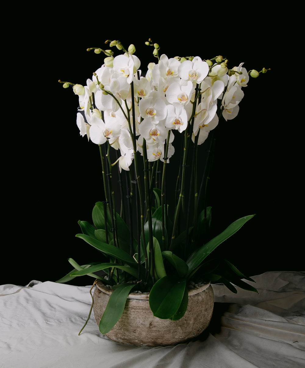 Ορχιδέα Φαλαίνοψις - Λευκή #8