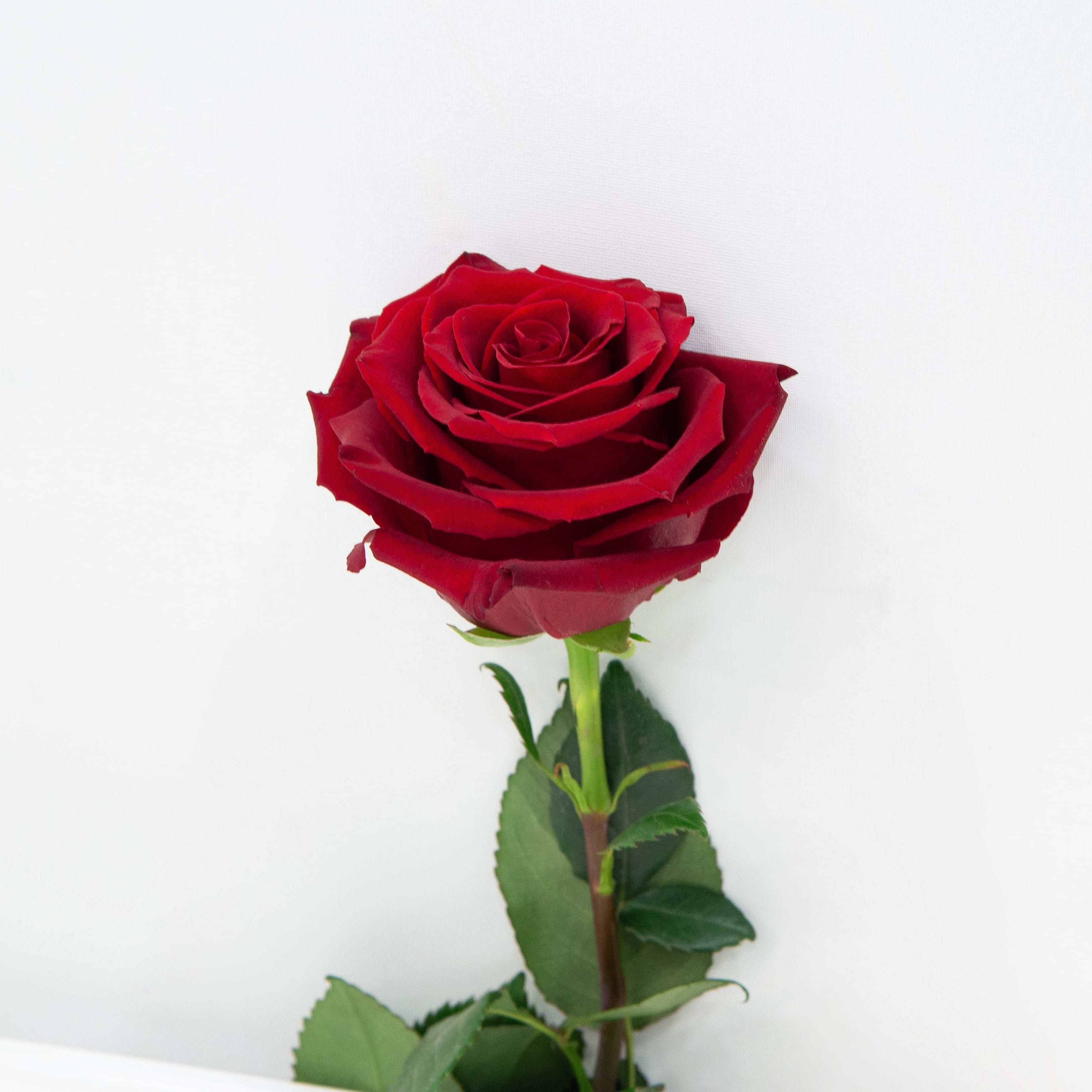 Red Rose – Petridis LV Floral Creations