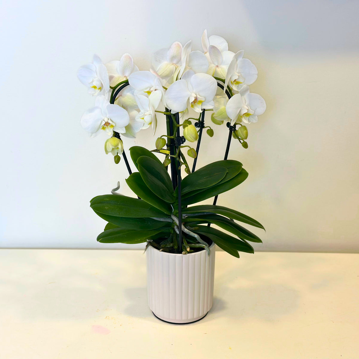 
                  
                    Orchid Phalaenopsis - White #6
                  
                