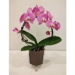 PLANT ORCHID PHALAENOPSIS 60 IN A CERAMIC POT